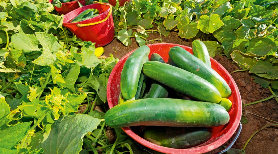 Zakaj vse so dobre domače kumare (foto: Shutterstock.com)