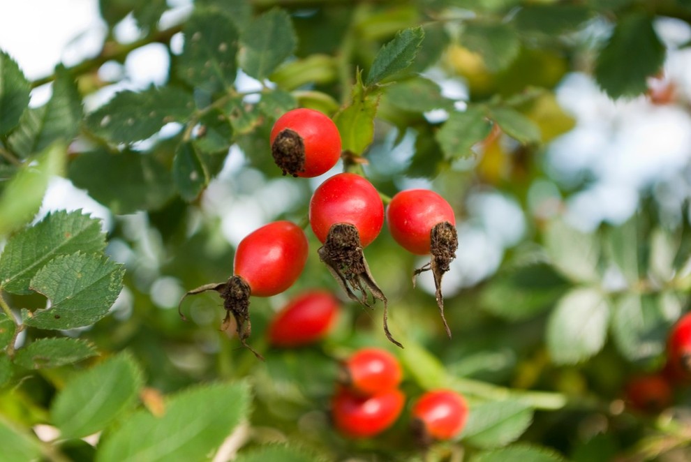 Šipek. Ta vitaminska bomba (največji domači prinašalec vitamina C, vsebuje še vitamin B, provitamin A, vitamina K in E) krepi …