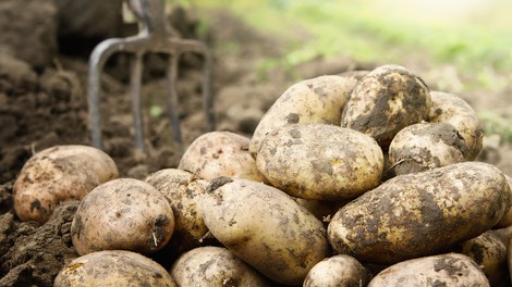 Kako pripravimo krompir, da obdrži vitamine in minerale?