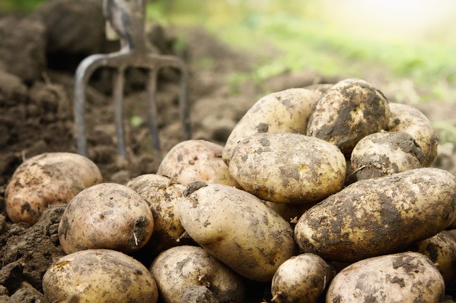 Kako pripravimo krompir, da obdrži vitamine in minerale?