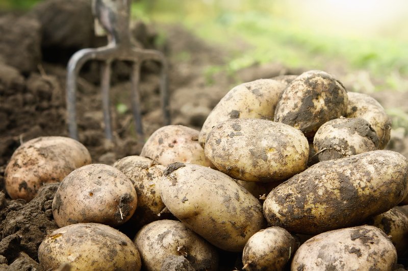 Kako pripravimo krompir, da obdrži vitamine in minerale? (foto: Shutterstock.com)