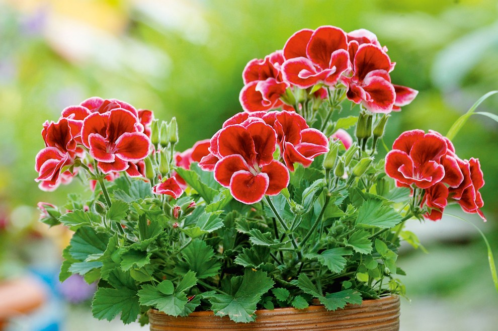 Pelargonija Poznamo jo iz naših balkonskih korit, zelo znana pa je tudi v zdravilstvu. Uporabljajo se tako njeni ljubki cvetovi …