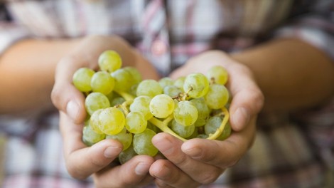 Spoznajte zdravilne lastnosti grozdja