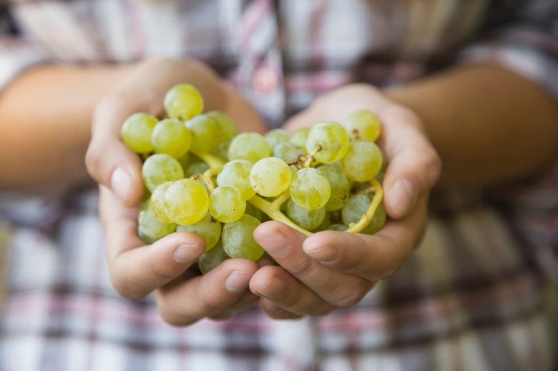 Spoznajte zdravilne lastnosti grozdja (foto: Profimedia)