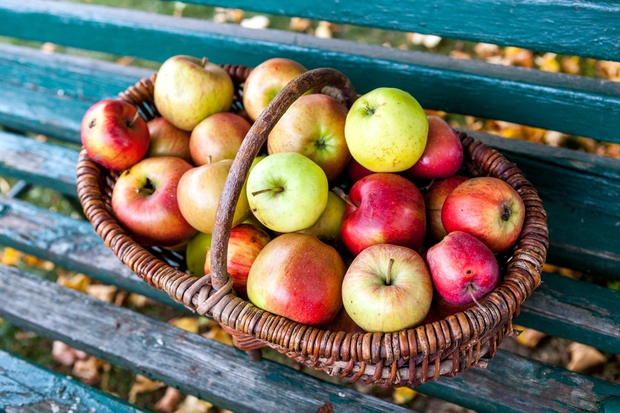 Jabolko Zakaj je dobro? Jabolka vsebujejo antioksidante, ki se z lahkoto vpijejo v kožo. Redka vrsta švicarskega jabolka, ki je …