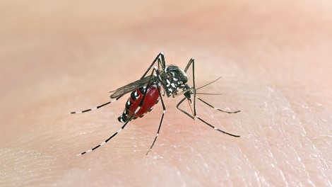 Malarija in denga - s pravilnim preventivnim ravnanjem lahko obe preprečimo