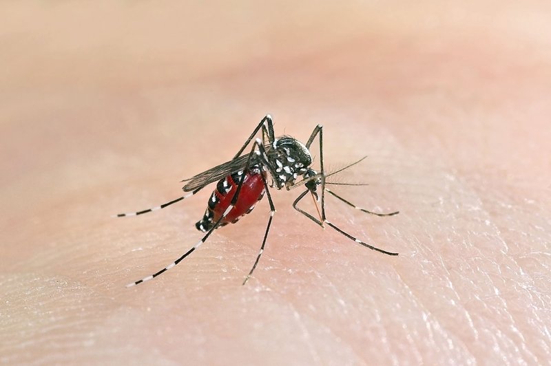 Malarija in denga - s pravilnim preventivnim ravnanjem lahko obe preprečimo (foto: Profimedia)
