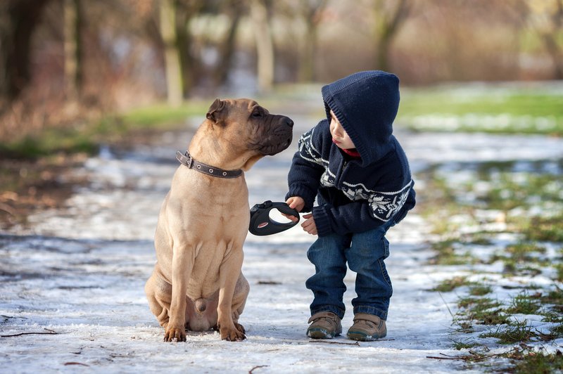 Kako zdravijo živali (foto: Shutterstock.com)