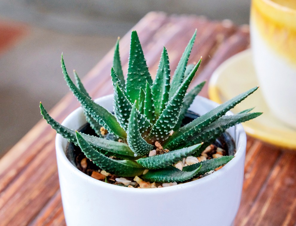 Aloe vera Aloe vera je znana kot prava čudežna rastlina, saj jo lahko uporabimo za nešteto tegob. Znana je predvsem …