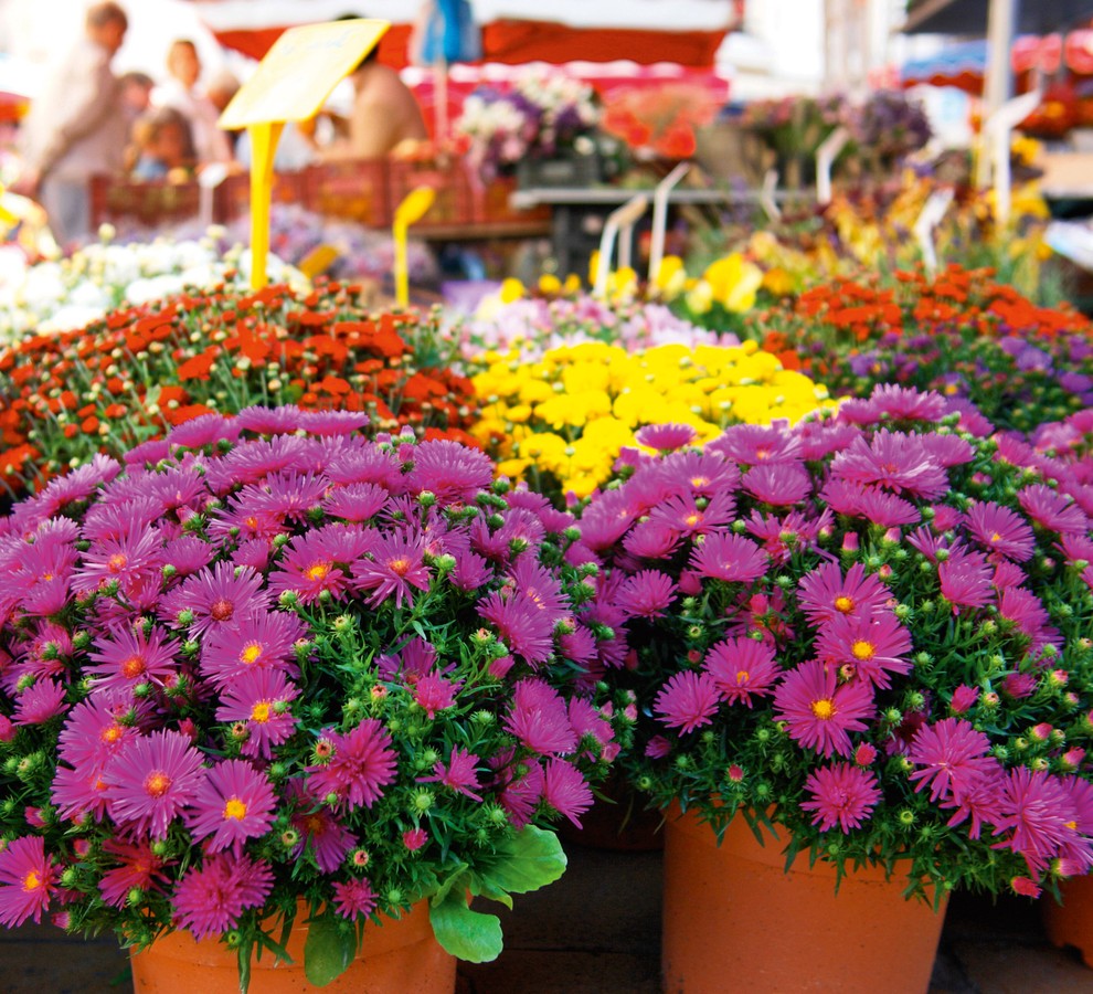 Krizantema (Chrysanthemum) Da so krizanteme najbolj neverjetne prečiščevalke zraka, je odkrila NASA. Iz zraka odstranijo ves amonijak, benzen, formaldehid in …