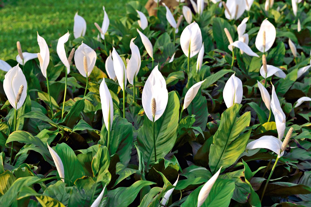 Samolist ali spatifil (Spathiphyllum) Poleg tega, da je samolist čudovita okrasna rastlina, je tudi zelo nezahtevna za vzgajanje in praktično …