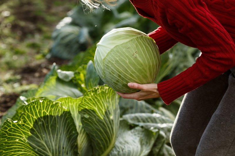 Tega odličnega učinka zelja zagotovo niste poznali! (foto: Shutterstock.com)