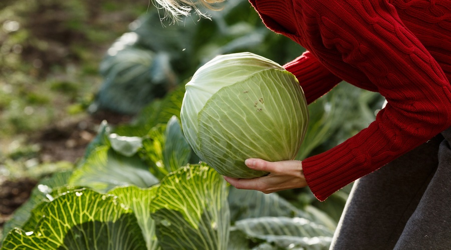 Tega odličnega učinka zelja zagotovo niste poznali! (foto: Shutterstock.com)