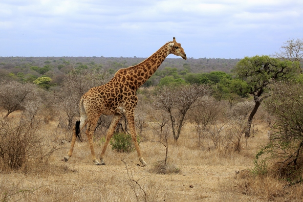 Narodni park Kruger, Južna Afrika Narodni park Kruger je največji rezervat divjih živali v Južnoafriški republiki, ki je od Johannesburga …