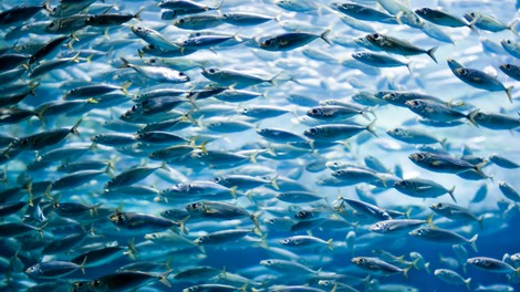 Zakaj bi morali ribe jesti pogosteje
