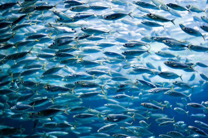 Zakaj bi morali ribe jesti pogosteje (foto: Profimedia)