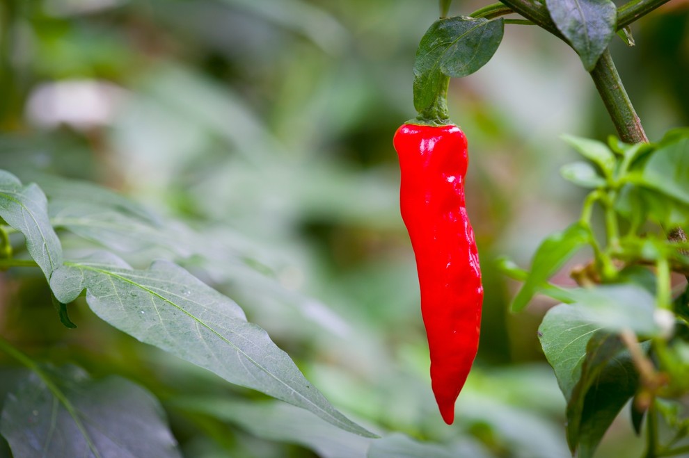 Pekoče za vitkost Čili ni le ostra začimba, temveč tudi topi maščobe. Za to poskrbi capsaicin, ki lahko za 25 …