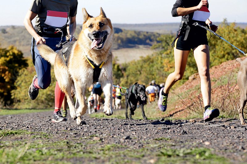 Canicross: Kako se pravilno lotiti teka s psom? (foto: Shutterstock.com)