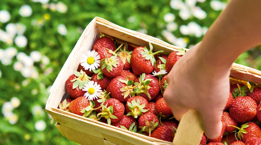 Nova jagodna dieta: S sladkanjem do vitkosti! (foto: Shutterstock)