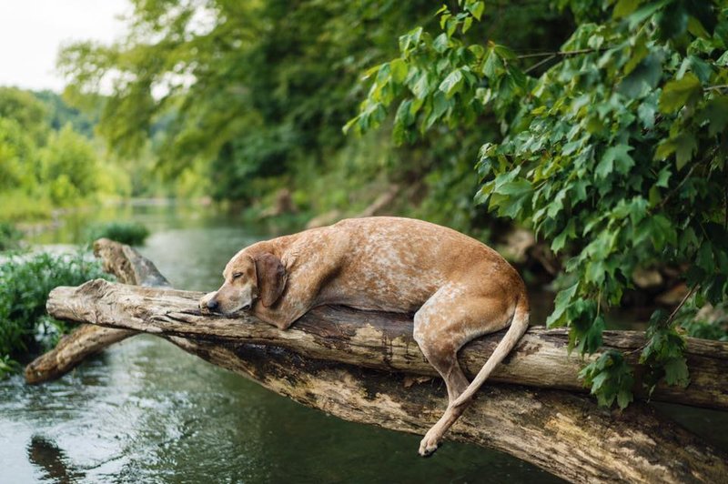 Kaj storiti, če čebela piči psa? (foto: Facebook page The Wild Idea)