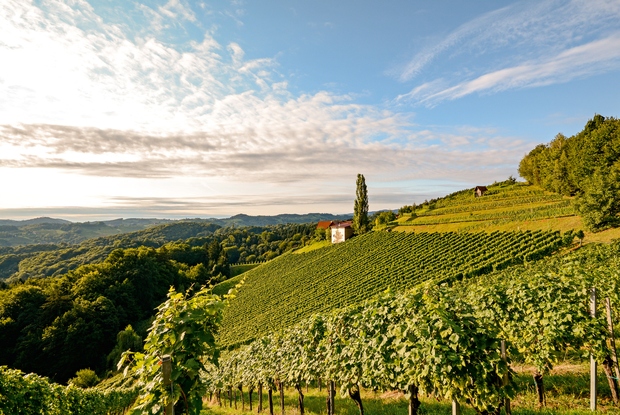 Gradiščanska, Avstrija Blago podnebje s 300 sončnimi dnevi v letu, odlična prst in stoletja stare izkušnje tukajšnjih vinarjev so Gradiščansko …