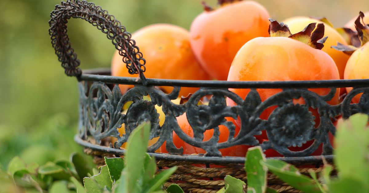 Hranilne in zdravilne lastnosti kakija Zdrava prehrana Aktivni.si