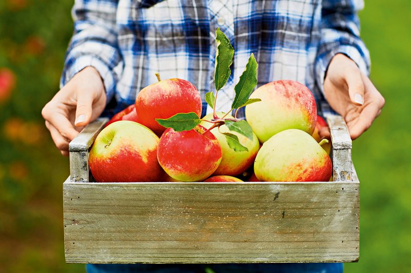 Jabolčna turbo dieta (foto: Shutterstock)