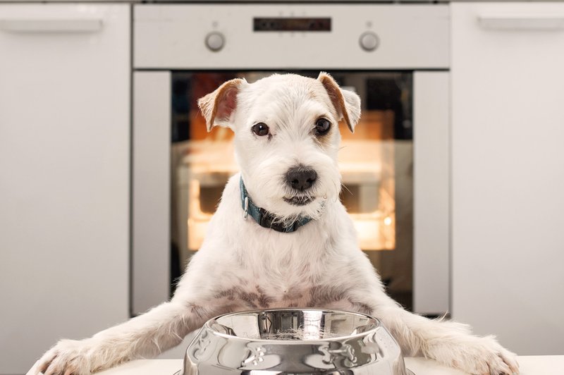 Namig za 'praznične' pasje priboljške (foto: Shutterstock)