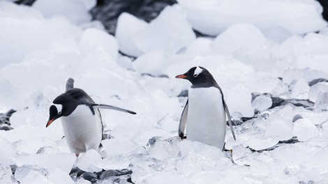 VIDEO: 360° Antarktike - pot skozi led