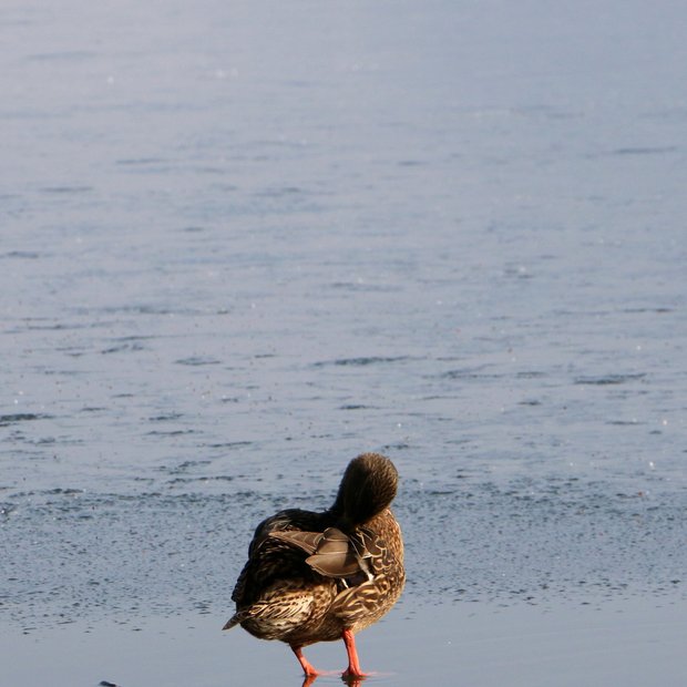 FOTO: Mistično zaledenelo Blejsko jezero. Ste bili tam?