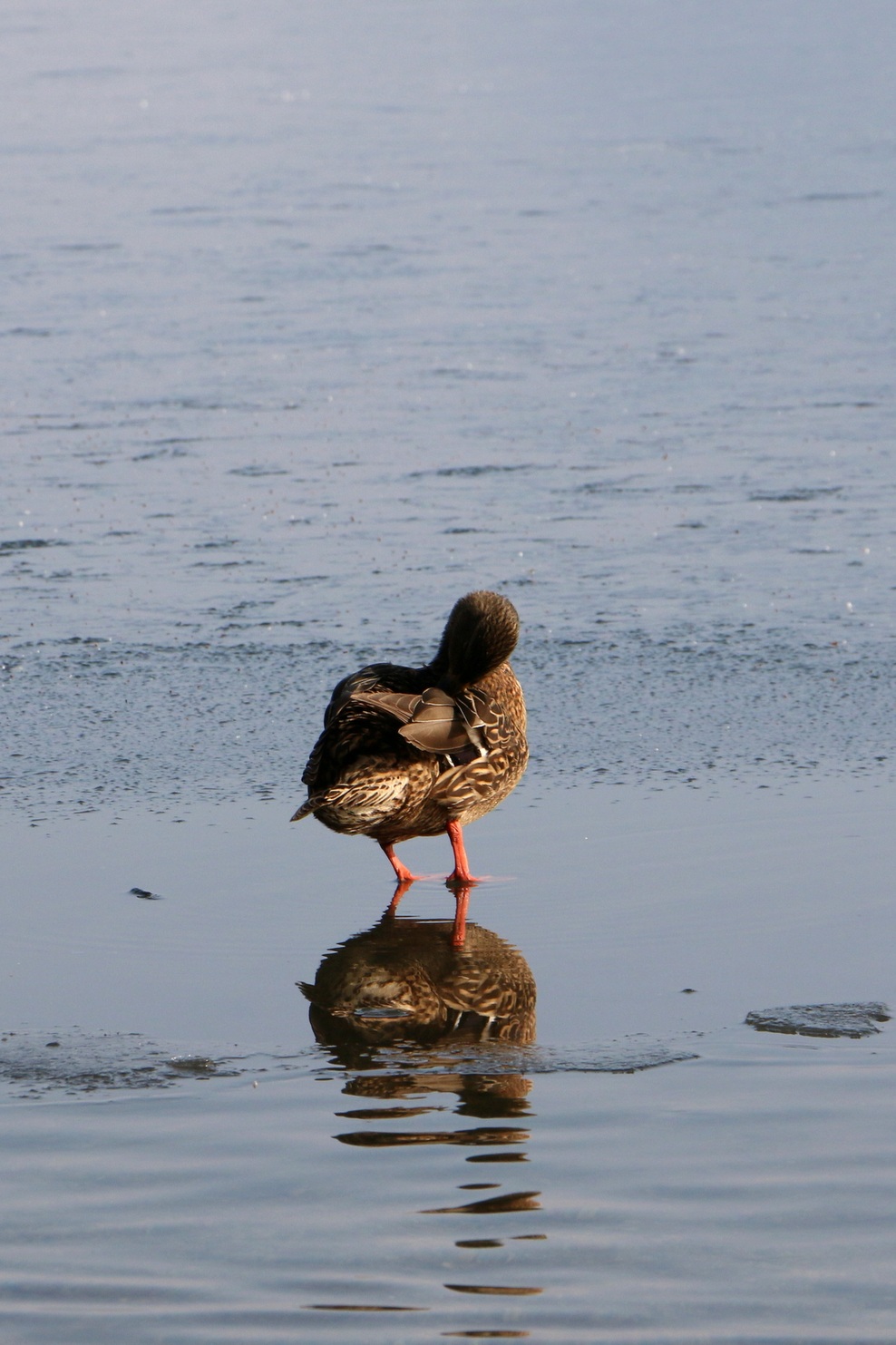 FOTO: Mistično zaledenelo Blejsko jezero. Ste bili tam?
