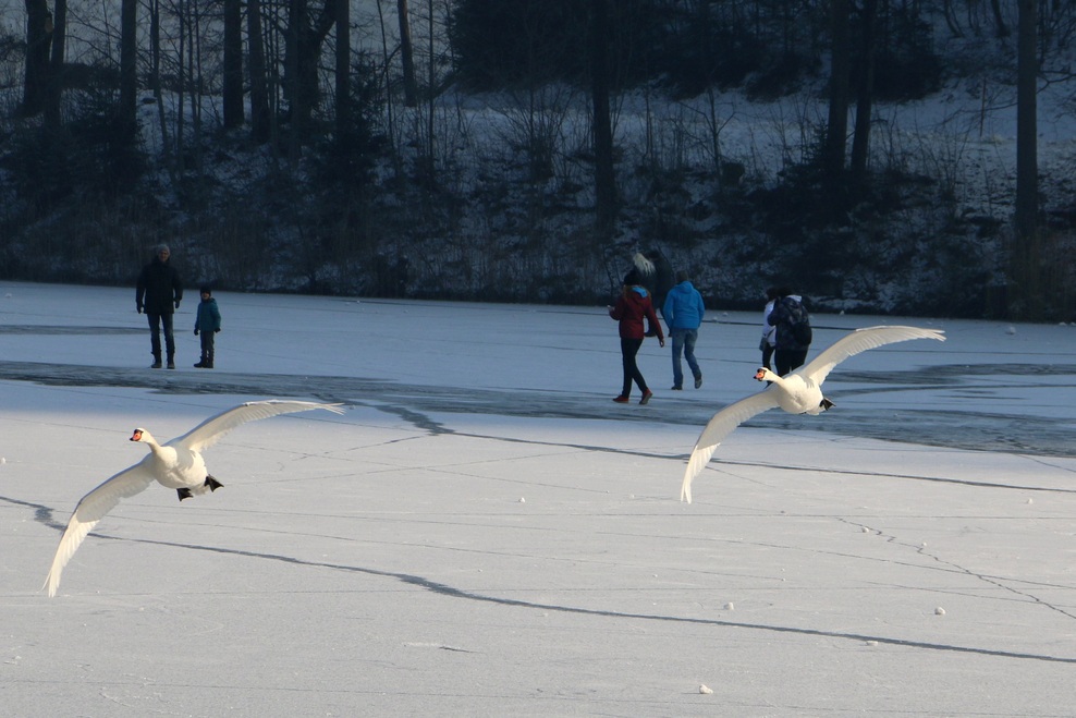 FOTO: Mistično zaledenelo Blejsko jezero. Ste bili tam?
