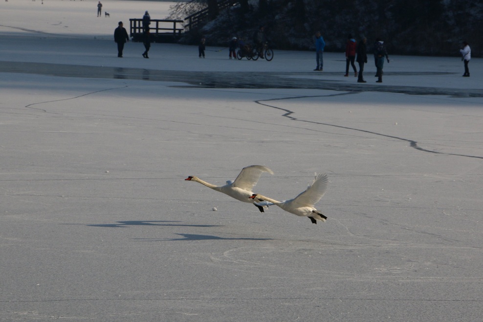 FOTO: Mistično zaledenelo Blejsko jezero. Ste bili tam?