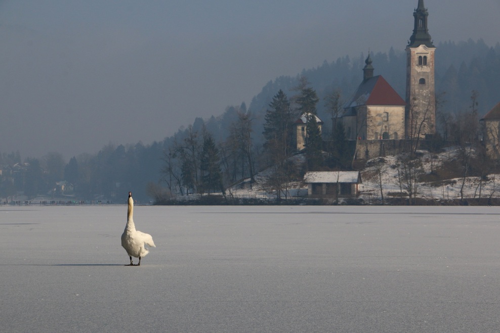 FOTO: Mistično zaledenelo Blejsko jezero. Ste bili tam?