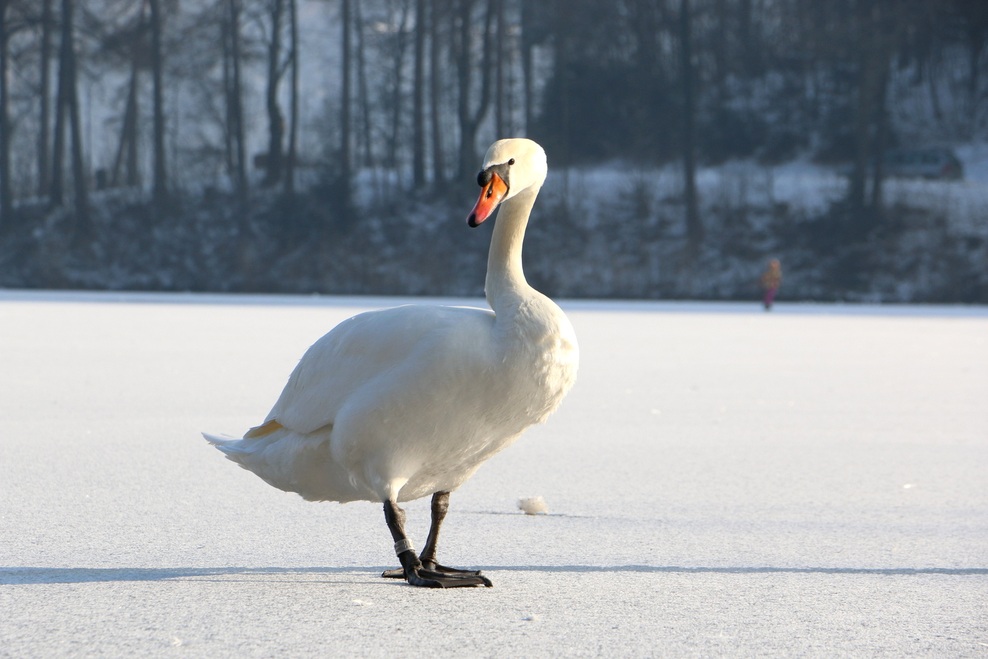 FOTO: Mistično zaledenelo Blejsko jezero. Ste bili tam?