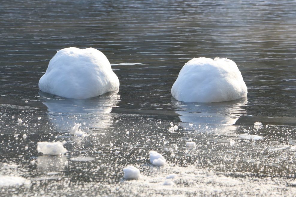 FOTO: Mistično zaledenelo Blejsko jezero. Ste bili tam?