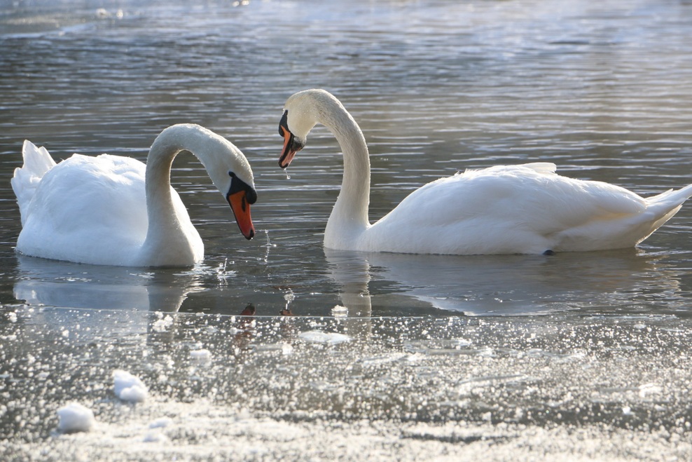 FOTO: Mistično zaledenelo Blejsko jezero. Ste bili tam?