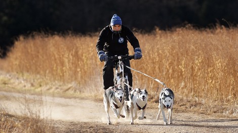 Matjaž Ovsenek: V marsičem je treniranje vlečnih psov podobno treniranju tekačev na dolge proge