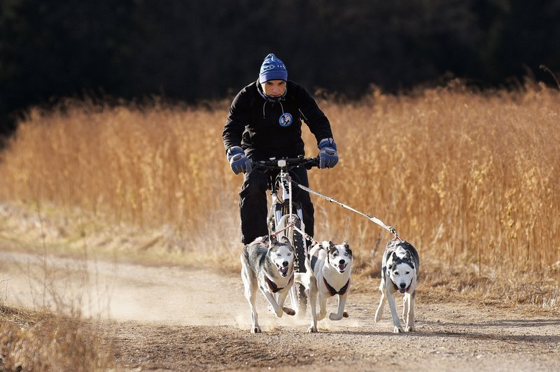 Matjaž Ovsenek: V marsičem je treniranje vlečnih psov podobno treniranju tekačev na dolge proge (foto: Igor Zaplatil in osebni arhiv Matjaža Ovsenka)