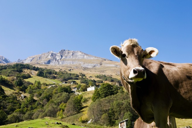 6 živil v katerih se skriva živalska maščoba