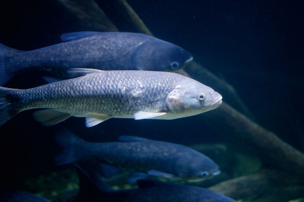 Aquatika, prvi sladkovodni akvarij na Hrvaškem, ima 25 akvarijev, v katerih živi 100 vrst rib.