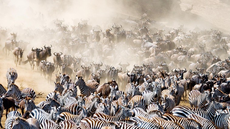 Sprehod po najboljših živalskih narodnih parkih (foto: Shutterstock)