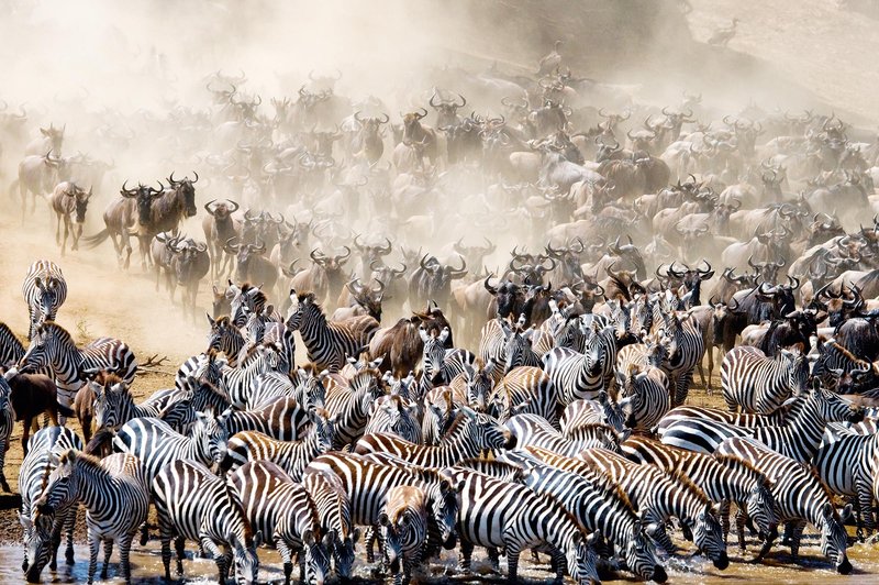 Sprehod po najboljših živalskih narodnih parkih (foto: Shutterstock)