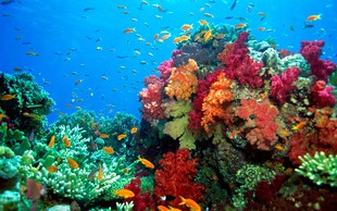 7 najlepših koralnih grebenov