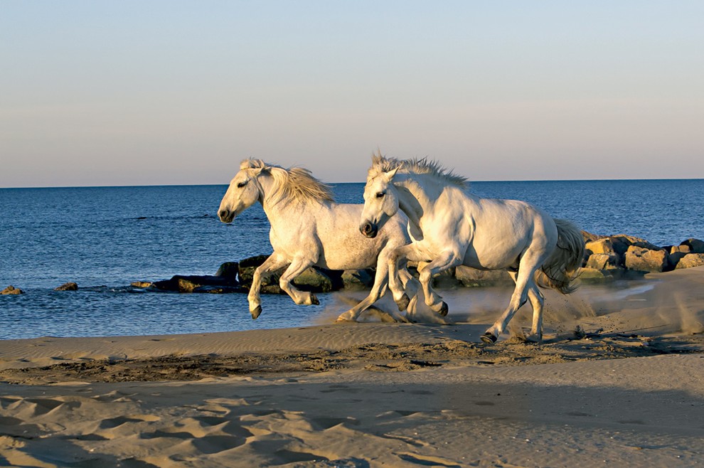 Saintes Maries de la Mer, Camargue, Provansa (Francija) Plaže so v naravnem rezervatu Camargue, ki je mokrišče (razširjena delta reke …