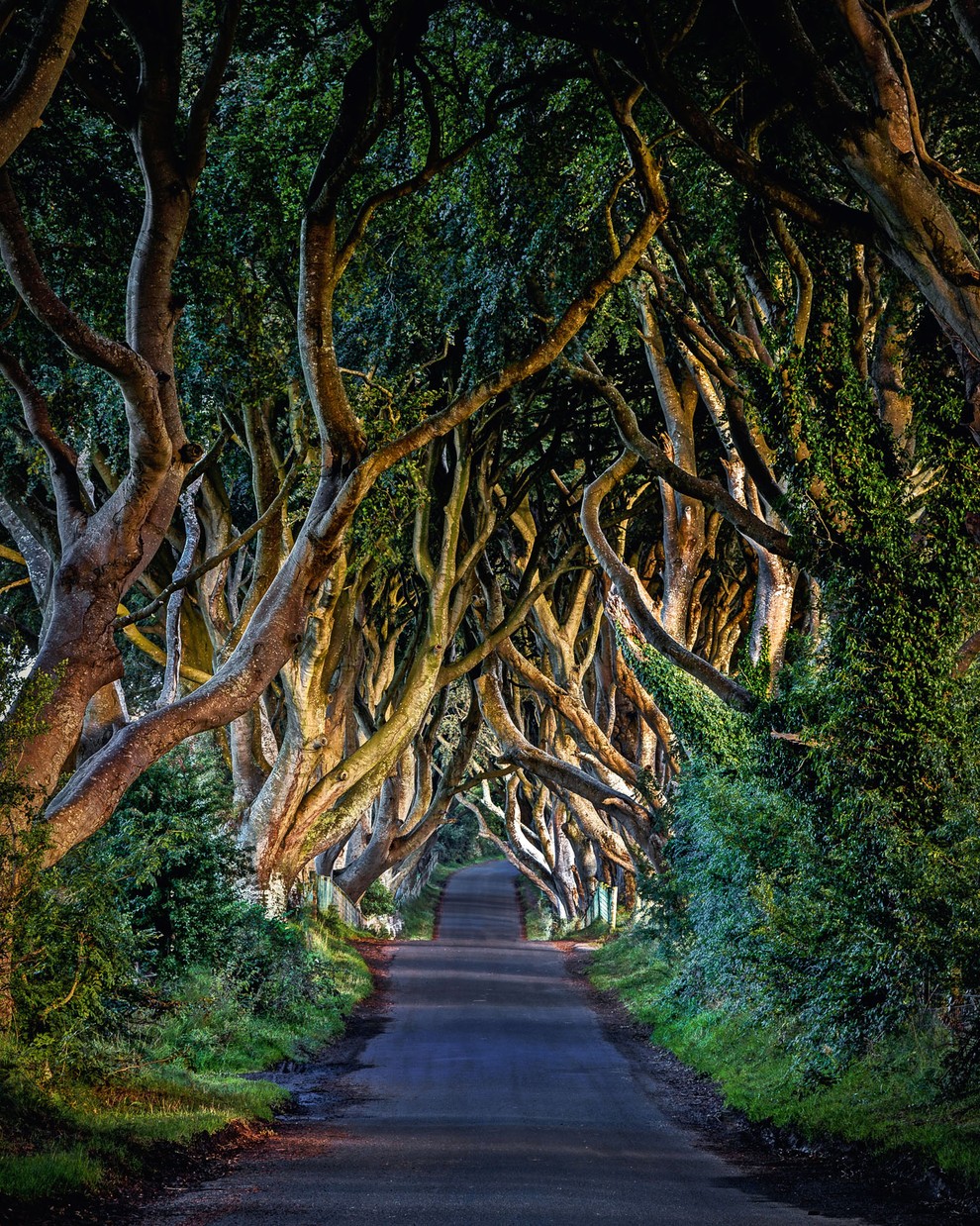 DARK HEDGES, COUNTY ANTRIM, SEVERNA IRSKA, Dark Hedges (temna živa meja) je avenija, ob kateri stojijo več kot 200 let …