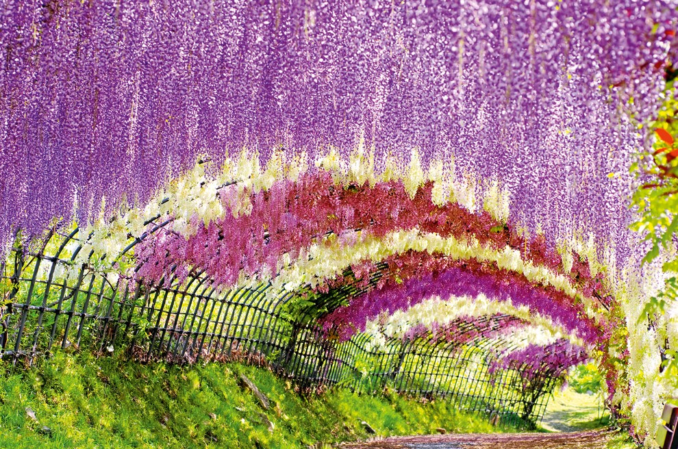 PREDOR WISTERIA, KITAKJUŠU, JAPONSKA, Predor je del botaničnega vrta Kavači Fudži, v katerem lahko vidite 150 različnih rož ovijalk (glicinije). …