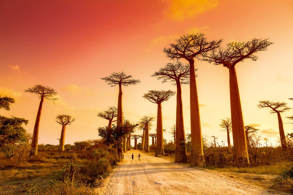 AVENIJA BAOBABS, MADAGASKAR, Nenavadno lepi aveniji po makadamski cesti na zahodnem Madagaskarju poseben čar dajejo drevesa iz družine kruhovcev, imenovana …