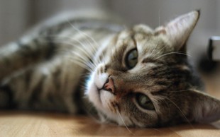 Kaj nas o vztrajnosti in življenju nasploh lahko naučijo mačke?