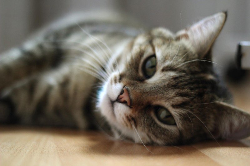 Kaj nas o vztrajnosti in življenju nasploh lahko naučijo mačke? (foto: Profimedia)